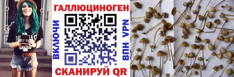 Галлюциногенные грибы GOLDEN TEACHER  сайты даркнета наркотические препараты  Городище  blacksprut ссылки 